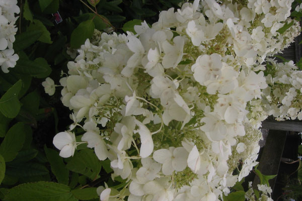 White Moth Hydrangea